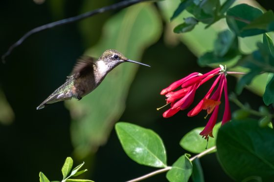 A brown and white hummingbird in air approaching a pink flower. 